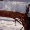 Some of my past pictures