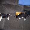 Pups were small once
