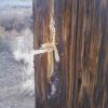 exit wound telephone pole.jpg exit wound telephone pole.jpg