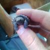 Baby Snapper