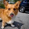 Ein tongue