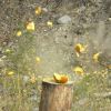 Moment after impact: pumpkin vs. .44 magnum