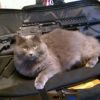 Saiga 12 Kitty