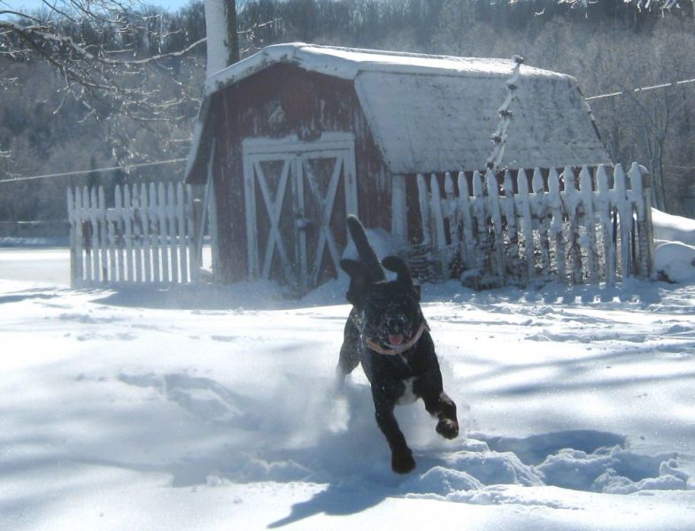 Frolic