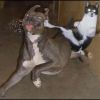 Cat kicking Dog