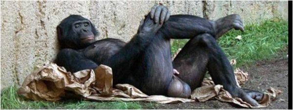 Relaxed Bonobo