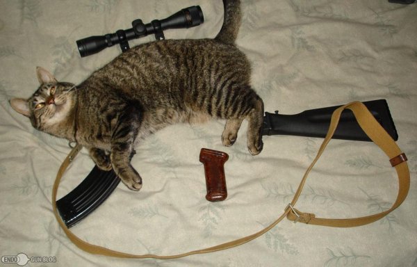 Kalashnikitty AK47 Cat