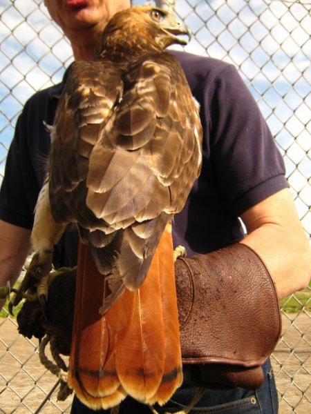 red tail hawk