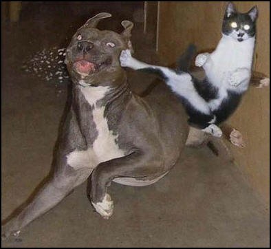 Cat kicking Dog