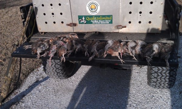 quail hunt