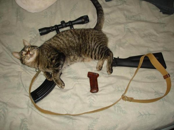Assault Cat