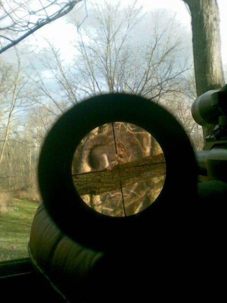 Squirrel through scope... 