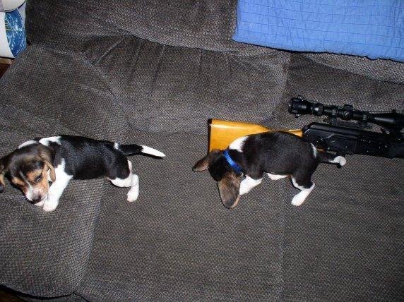 Pups were small once