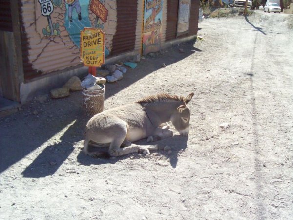 you only make an ass out of yourself when you take a nap in the street