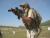 Got my S12 back. Check it out. - last post by Rifle Dynamics